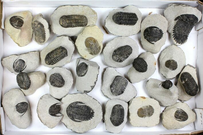 Lot: Assorted Devonian Trilobites - Pieces #140538
